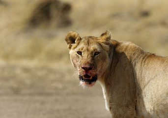 Closeup of lioness with blood stain on mouth