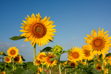 青空のひまわり畑