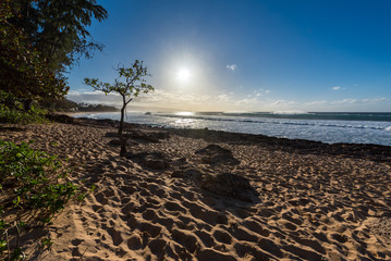 Sunset at Sunset Beach on the North Shore of Oahu, Hawaii with an Umbrella Tree, sand,  and surf in the foreground