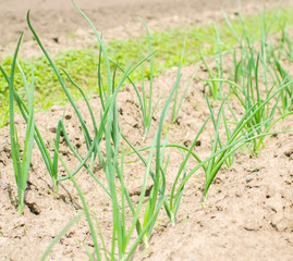 young green leek or onions growing in the field or garden, farming, agriculture, vegetables, eco-friendly agricultural products, agro-industry, close-up