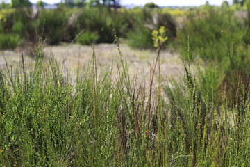 Ginster Busch auf einer Steppe, in den Sanddünen von Sandweier, einem Naturschutzgebiet bei Baden-Baden