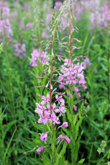 Willow-herb. Perennial herb medicinal plant.
