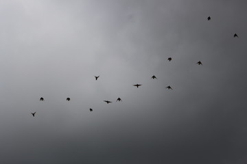 flying birds