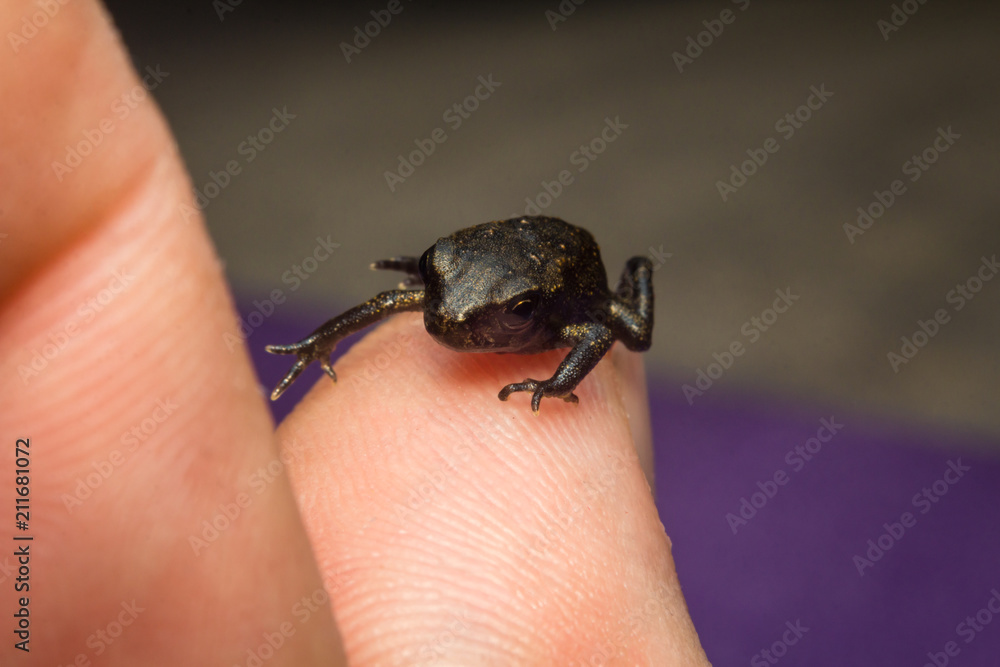 Wall mural Macro Tiny Frog