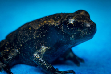 Macro Tiny Frog