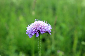 Scabious.  Gentle lilac scabiosa flower on  blurred background.