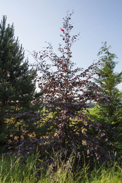The Beech tree (Purpurea pendula) 