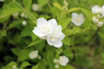 Jasmine flowers. Flowering branch of jasmine.
