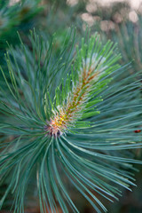 Naklejka na ściany i meble Pinus nigra (black pine) 