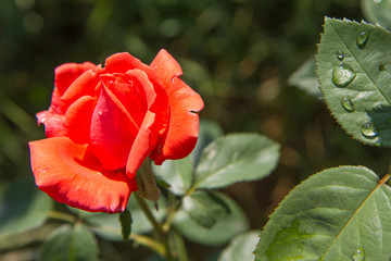 Red rose in close up in a garden