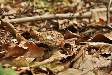 Amanita pantherina