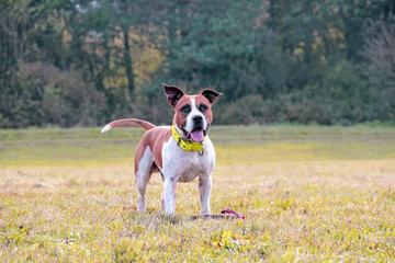 Dog posing in green grass. He is a brown and white staffordshire terrier. Behind him is a blue sky. 