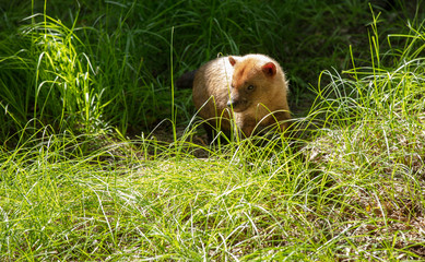 bush dog has spotted his dinner