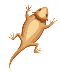 Flat bearded dragon. Small brown lizard. Central bearded dragon logo design, flat icon. Vector illustration isolated on white background