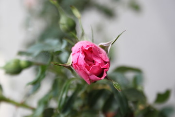 small rose