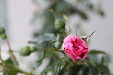 small rose