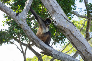 spider monkey is watching from the tree tops