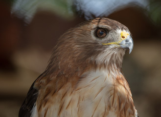 red shoulder hawk gets a side profile head shot