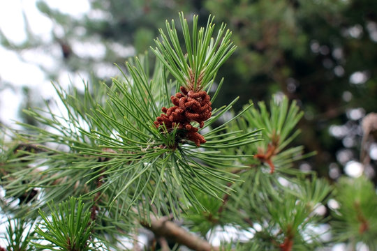 Cedar pine. Branch of pine with inflorescence.