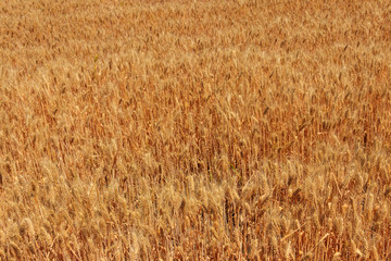 Field of ripe golden wheat close-up