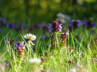 lila Blüten einer Kleewiese