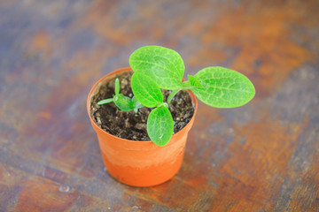 little green seedling in the pot