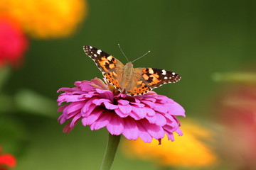 Obraz premium A Painted Lady Butterfly feeds on the heirloom zinnias blooming in my flower garden. 