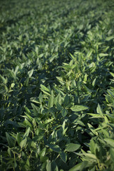 Agriculture, green cultivated soy bean field in late spring or early summer, selective focus