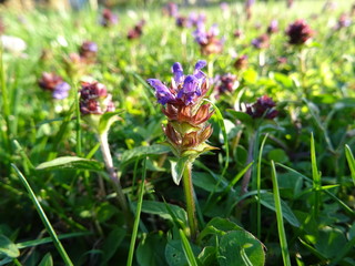 lila Blüten einer Kleewiese