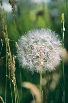 A dandelion grows in a meadow. Vertical photography.