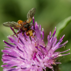 Sicus ferrugineus conopid fly