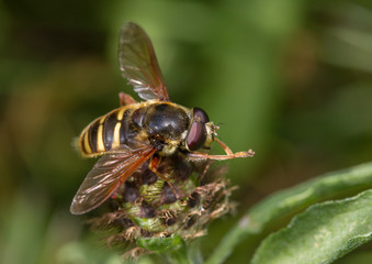Sericomyia silentis hoverfly