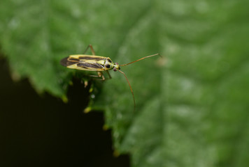 Stenotus binotatus mirid bug