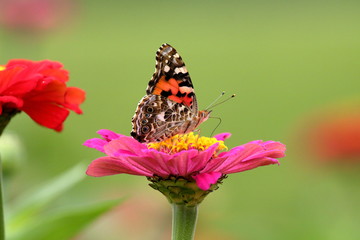 A Painted Lady Butterfly feeds on the heirloom zinnias blooming in my flower garden.
