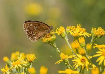 Ringlet - Aphantopus hyperantus
