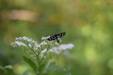Close up black butterfly on a flowering gout weed plant with copy space. Green bokej background.