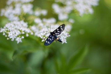 Close up black butterfly on a flowering gout weed plant with copy space. Green bokej background.