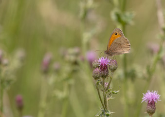 Meadow Brown (Maniola jurtina