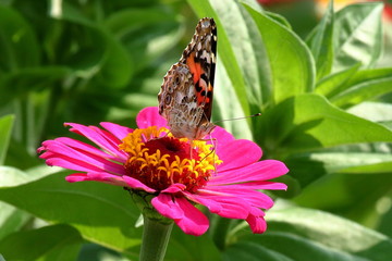 A Painted Lady Butterfly feeds on the heirloom zinnias blooming in my flower garden.
