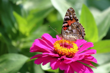A Painted Lady Butterfly feeds on the heirloom zinnias blooming in my flower garden.
