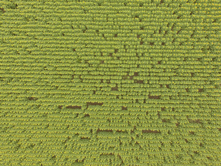 Sunflower cultivation, Aerial view, in pampas region, Argentina