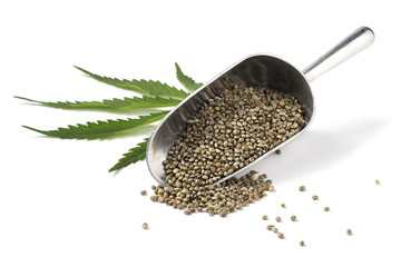 hemp seeds in scoop with hemp leaf on white background. Cannabis Sativa.