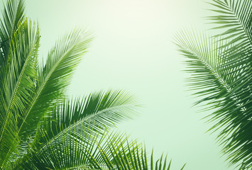 Fototapeta na wymiar coconut palm tree in vintage style