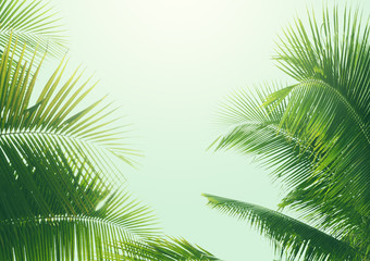 Fototapeta na wymiar coconut palm tree in vintage style