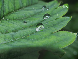A clear drop of water on a leaf of the plant. After the rain. Dew.