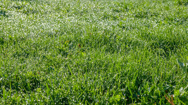 Background of morning dew on green grass in sunlight. Selective focus