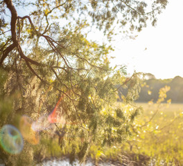 Sunset on the marsh 2