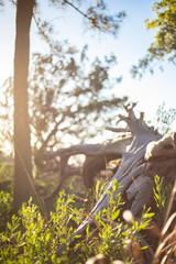 Marsh grass at sunset