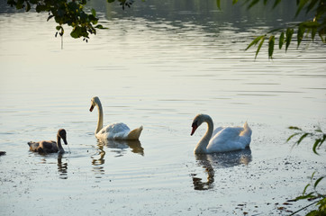 two swans on the lake in the open air