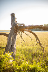 Dead tree on the marsh